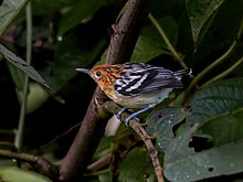 Myrmotherula surinamensis Guianan Streaked-Antwren (female); Serra do Navio, Amapa, Brazil 01.jpg