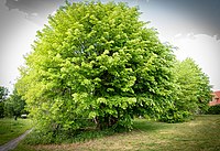 Linden tree in Brelingen