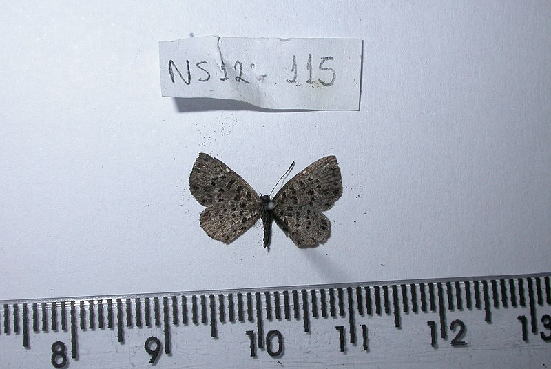 File:NS0115 Phaenochitonia (15070407552).jpg