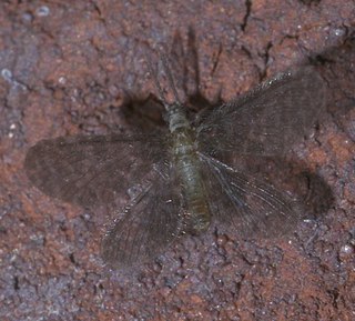 <i>Nallachius americanus</i> Species of insect