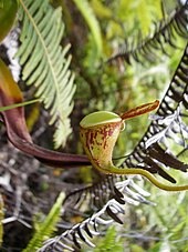 A tiny upper pitcher of N. ampullaria from Sumatra. Such aerial traps are commonly or rarely produced depending on the variety and appear almost vestigial, often being too small to catch prey. Nampullariaupper.jpg