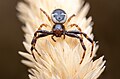 Image 614Napoleon spider (Synema globosum) on strand of bulbous canary-grass (Phalaris aquatica), Parque Florestal de Monsanto, Lisbon, Portugal