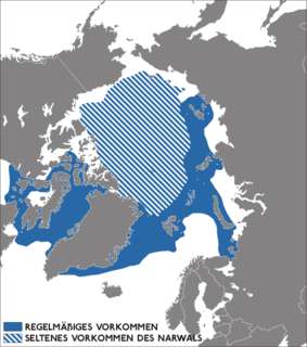 Narwhal Medium-sized toothed whale that lives year-round in the Arctic