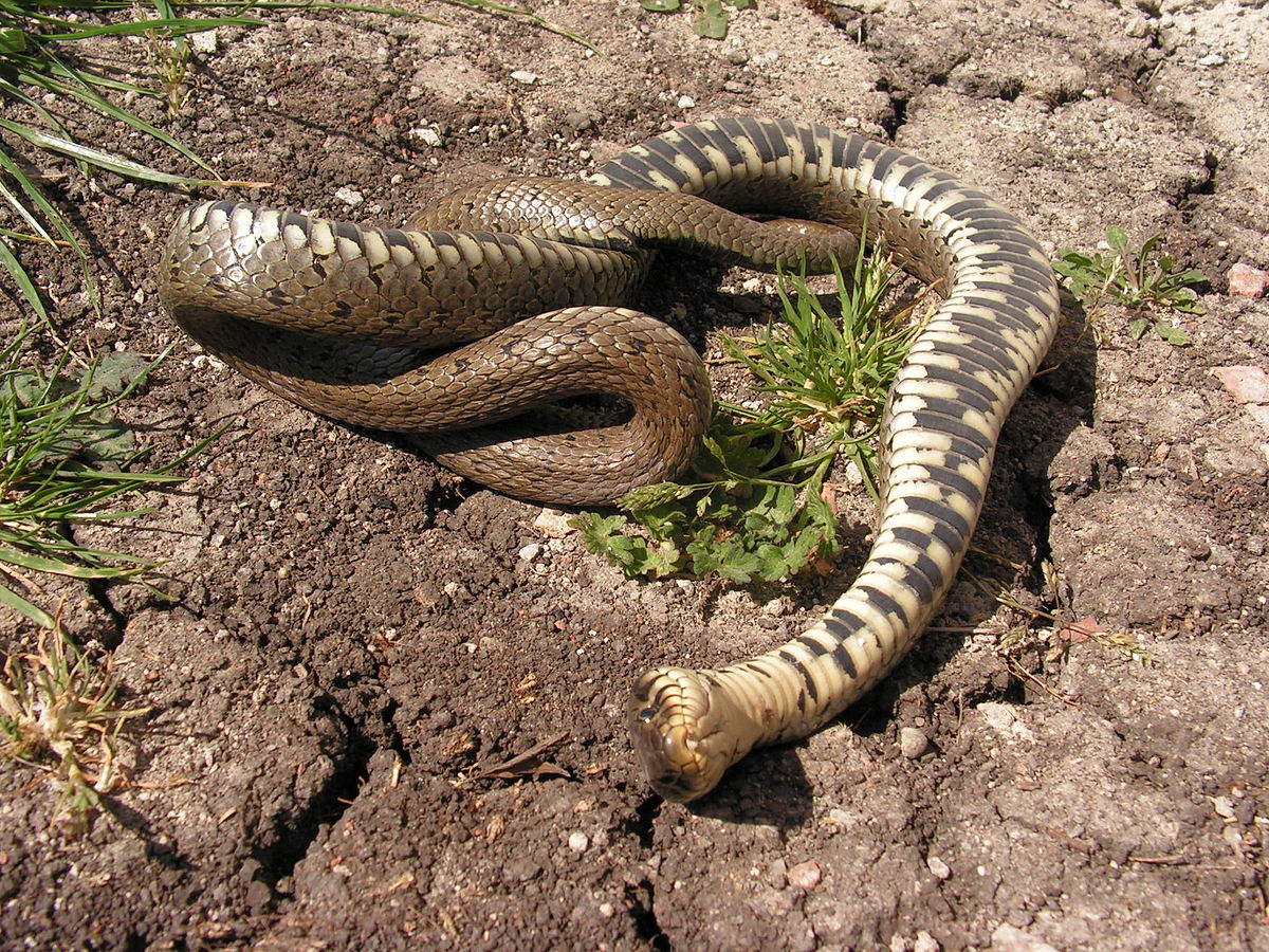 File:Natrix natrix playing dead.jpg - Wikimedia Commons