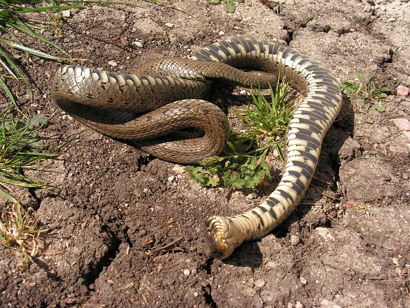 File:Natrix natrix playing dead.jpg