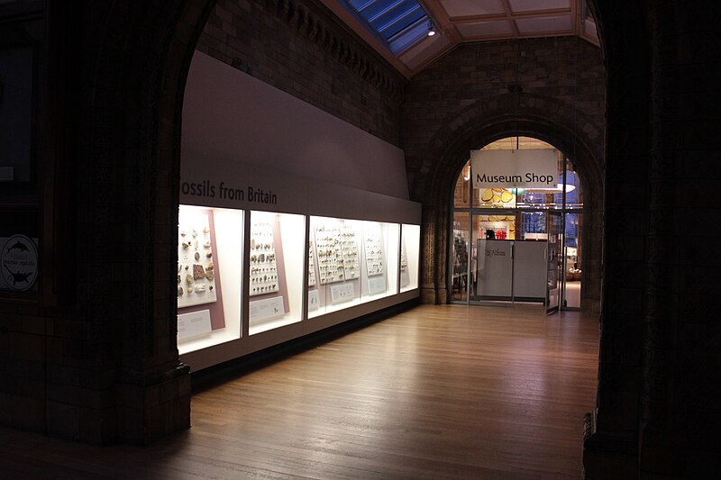 File:Natural History Museum at night 06.JPG