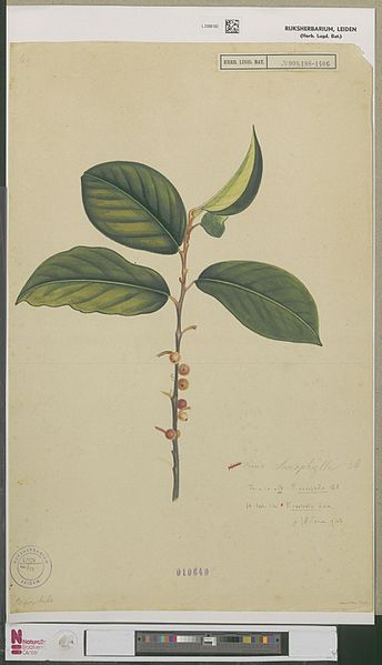 File:Naturalis Biodiversity Center - L.2096182 - Aken, J. van - Ficus rostrata Lam - Artwork.jpeg