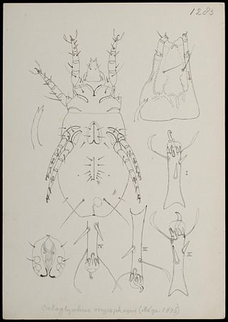 <i>Caloglyphus</i> Genus of mites