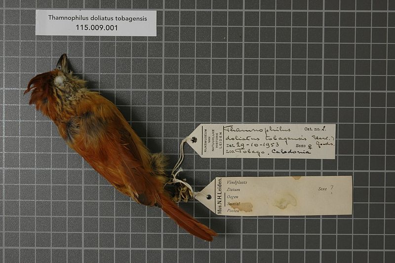 File:Naturalis Biodiversity Center - RMNH.AVES.21344 1 - Thamnophilus doliatus tobagensis Hartert and Goodson, 1917 - Formicariidae - bird skin specimen.jpeg