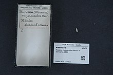 مرکز تنوع زیستی Naturalis - RMNH.MOL.167852 - Rissoina myosoroides Récluz در شوارتز ، 1864 - Rissoidae - پوسته نرم تنان. jpeg