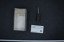 Центр биоразнообразия Naturalis - RMNH.MOL.169994 - Stenomelania aspirans (Hinds, 1844) - Thiaridae - Mollusc shell.jpeg