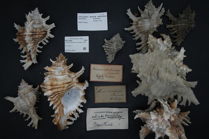 File:Naturalis Biodiversity Center - ZMA.MOLL.30766 - Chicoreus brevifrons (Lamarck, 1822) - Muricidae - Mollusc shell.jpeg