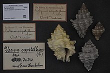 Naturalis Biodiversity Center - ZMA.MOLL.356577 - Vasum capitellum (Linnaeus, 1758) - Turbinellidae - Mollusc shell.jpeg