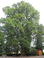 Large tree population at the collegiate church (1 sycamore, 1 winter linden, 1 yew)