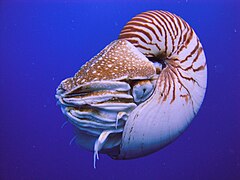 El nautilus es un fósil viviente que ha cambiado muy poco su aspecto desde que surgiera hace unos 500 millones de años como uno de los primeros cefalópodos.[100]​[101]​[102]​