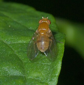 <i>Neogriphoneura</i> Genus of flies