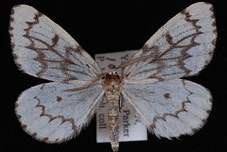 <i>Nepytia phantasmaria</i> Species of moth