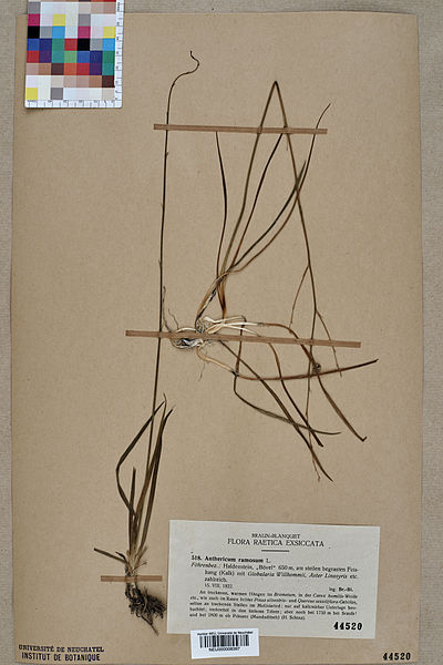 File:Neuchâtel Herbarium - Anthericum ramosum - NEU000008397.jpg