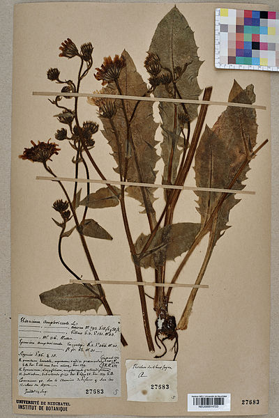 File:Neuchâtel Herbarium - Hieracium amplexicaule - NEU000014723.jpg