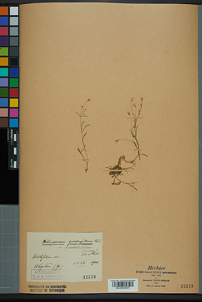 File:Neuchâtel Herbarium - Silene pusilla - NEU000029647.jpg