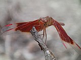 Neurothemis stigmatizans male face.jpg