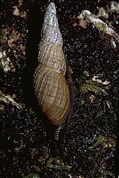 A live specimen of Newcombia cumingi Newcombia cumingi 2.jpg