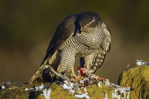 Northern Goshawk - Catalonia - Spain S4E8898 (24922284410)