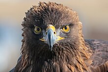 War Eagle - Wikipedia