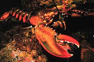 <span class="mw-page-title-main">American lobster</span> Species of lobster