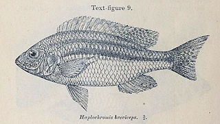 <i>Nyassachromis breviceps</i> Species of fish