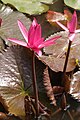 Nymphaea rubra