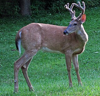 White-tailed deer Species of mammal