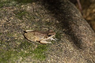 <i>Odorrana utsunomiyaorum</i> Species of frog