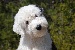 Old english sheepdog – Wikipédia, a enciclopédia livre
