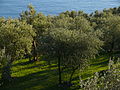 An olive tree