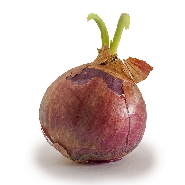 File:Onion growing shoots.jpg