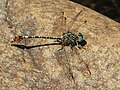 Onychogomphus supinus 2014 02 22 5499.jpg