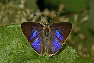 Dorsal view (Male)