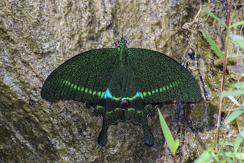 File:Open wing puddling position of Papilio paris (Linnaeus, 1758) – Paris Peacock.jpg