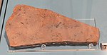 Ophiopinna elegans, La Voulte, France, Middle Jurassic - Royal Ontario Museum - DSC09932.JPG