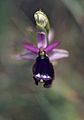 Ophrys bertolonii Italy - San Gimignano (Italy)