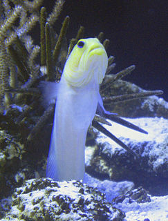 Yellowhead jawfish