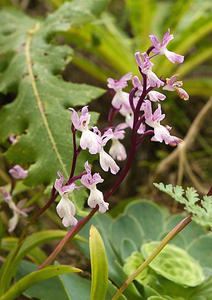 File:Orchis canariensis LC0215.jpg