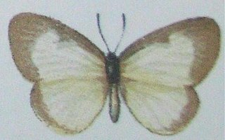 <i>Ornipholidotos sylpha</i> Species of butterfly