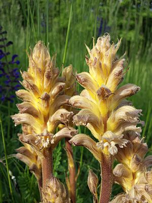 Orobanche lutea sl2.jpg