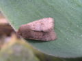 Orthosia cruda Kleine voorjaarsuil