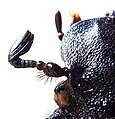 Antenna of beetle Osmoderma eremita