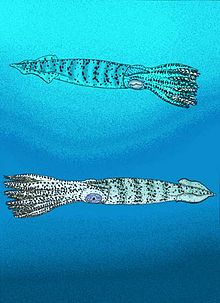 Artist's reconstructions of Uncinoteuthis cuvieri and Ostenoteuthis siroi. Ostenoteuthidae.jpg