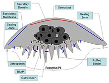 Osteoclast Osteoclast1.jpg