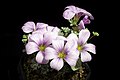 Oxalis enneaphylla 'Rosea'